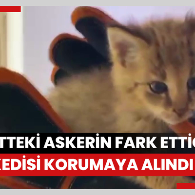 Şırnak'ta nöbetteki askerin fark ettiği saz kedisi korumaya alındı