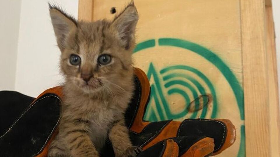 Nöbetteki asker fark etti, korumaya alındı