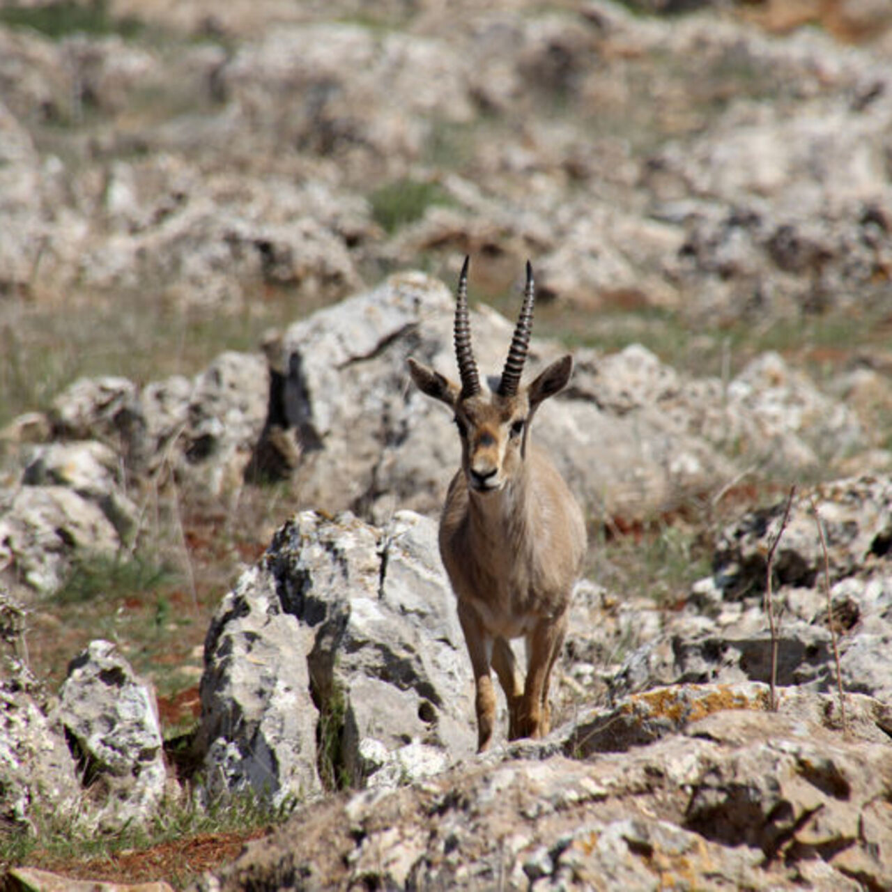 'Gazella gazella' Hatay'da korunuyor