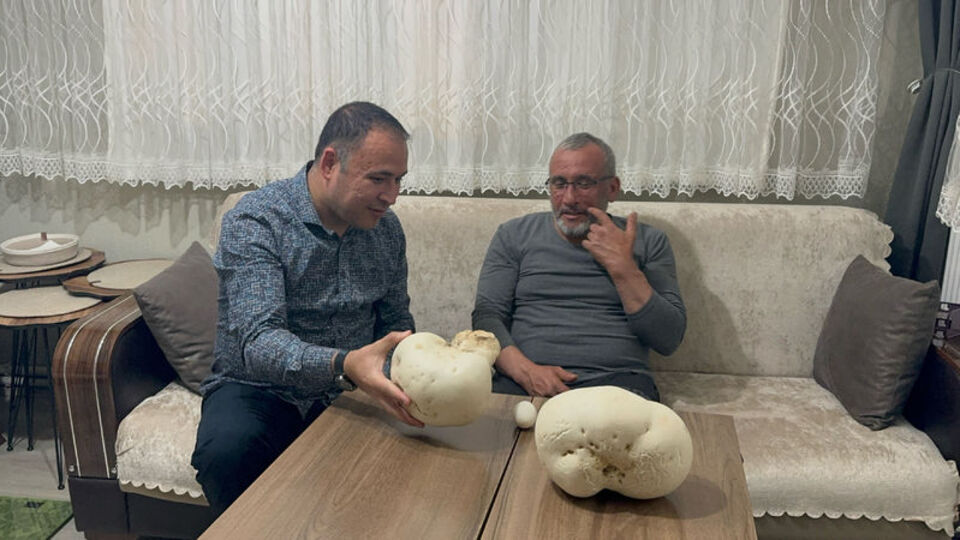 Doğa yürüyüşünde dev mantarlar buldu