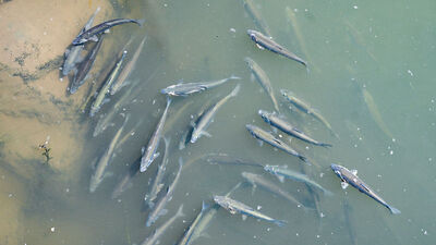 Van'da 1 ton inci kefali suya geri bırakıldı