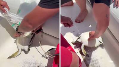 Çuvala dolanan yavru deniz kaplumbağasını balıkçılar kurtardı