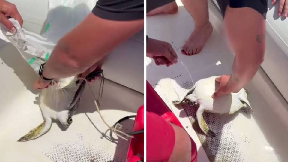 Çuvala dolanan yavru deniz kaplumbağasını balıkçılar kurtardı