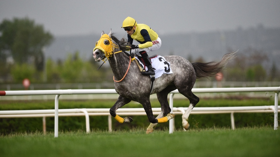 TBMM Koşusu'nu "Deniz Efe" kazandı!