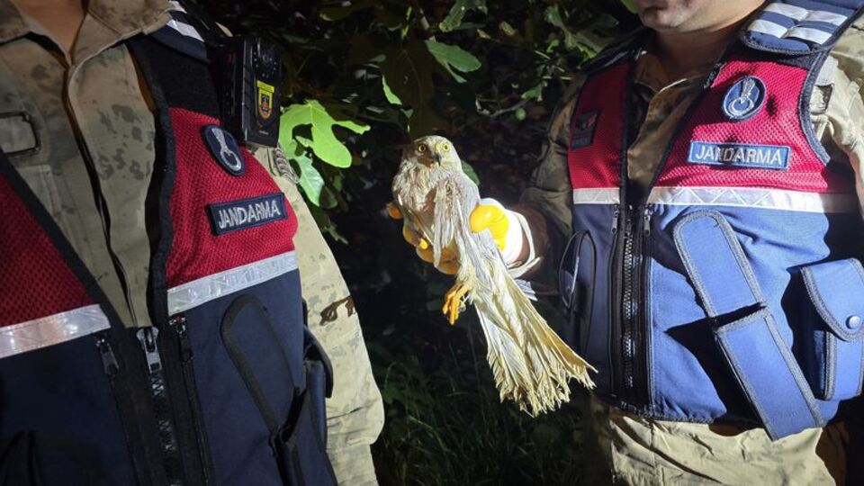 Nesli tehlike altındaki bozkır delicesi yaralı bulundu