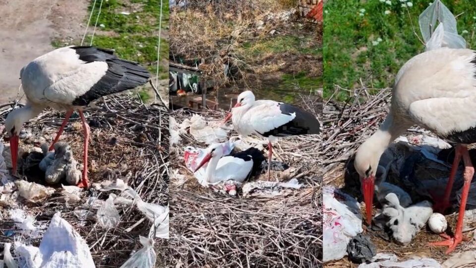 Köyü terk etmeyen 2 leylek, Anneler Günü'nde 'anne' oldu