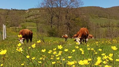 Yurt içi hayvan nakillerine yeni düzenleme