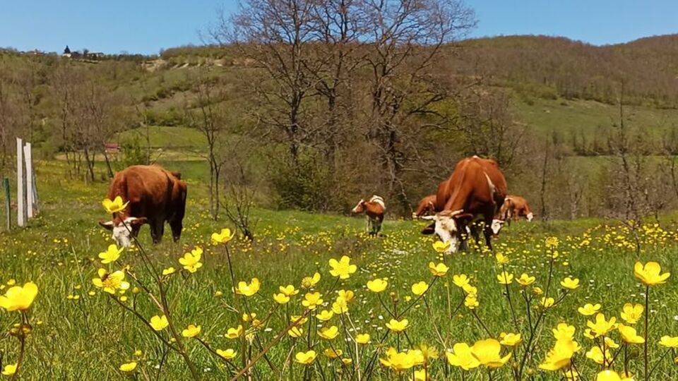 Yurt içi hayvan nakillerine yeni düzenleme