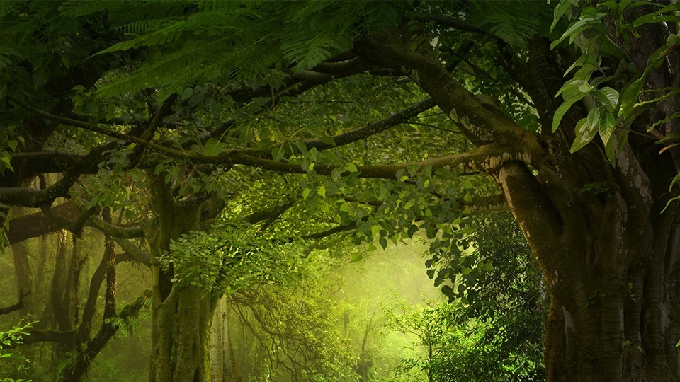 Karton torbaları ormana dönüşüyor