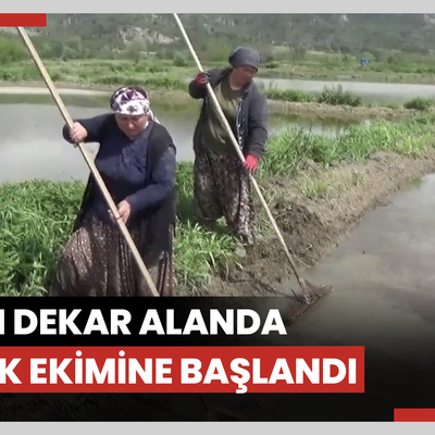 18 bin dekar alanda çeltik ekimine başlandı