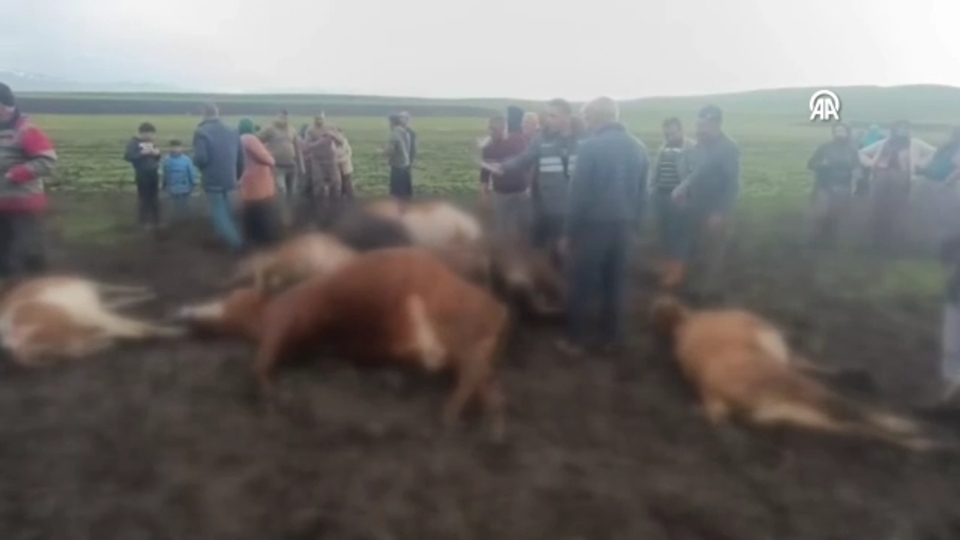 2 çoban yaralandı, 10 büyükbaş öldü