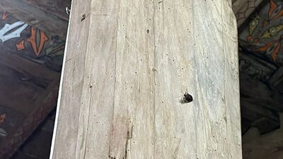 8 asırlık ahşap camiyi kokarca bastı