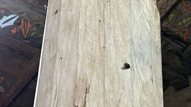 8 asırlık ahşap camiyi kokarca bastı