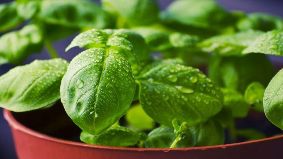 Fesleğene nasıl bakılır?