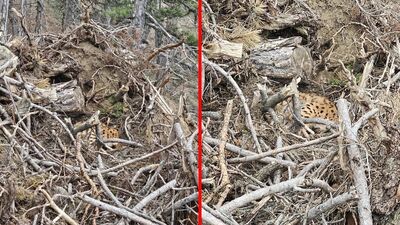 Ağaç dallarının arasında gizlendi!