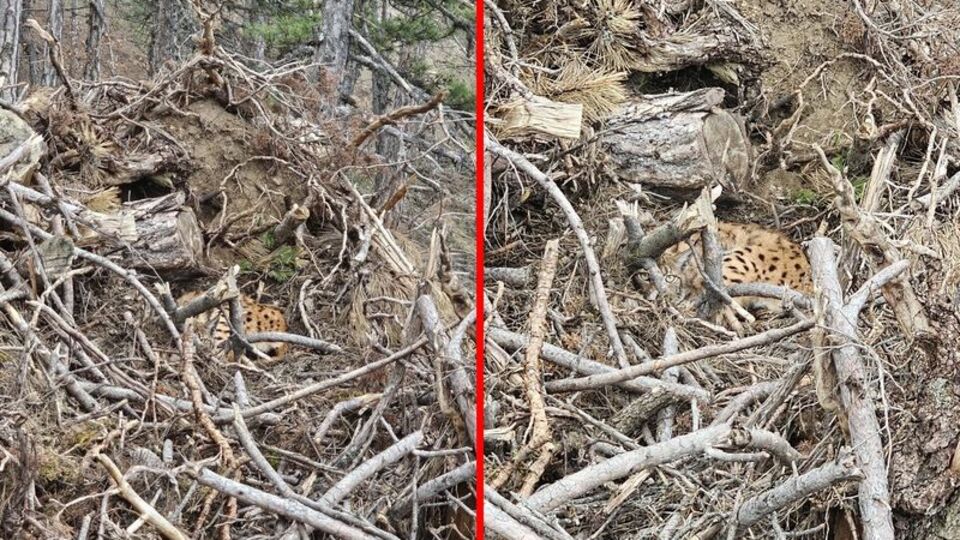 Ağaç dallarının arasında gizlendi!