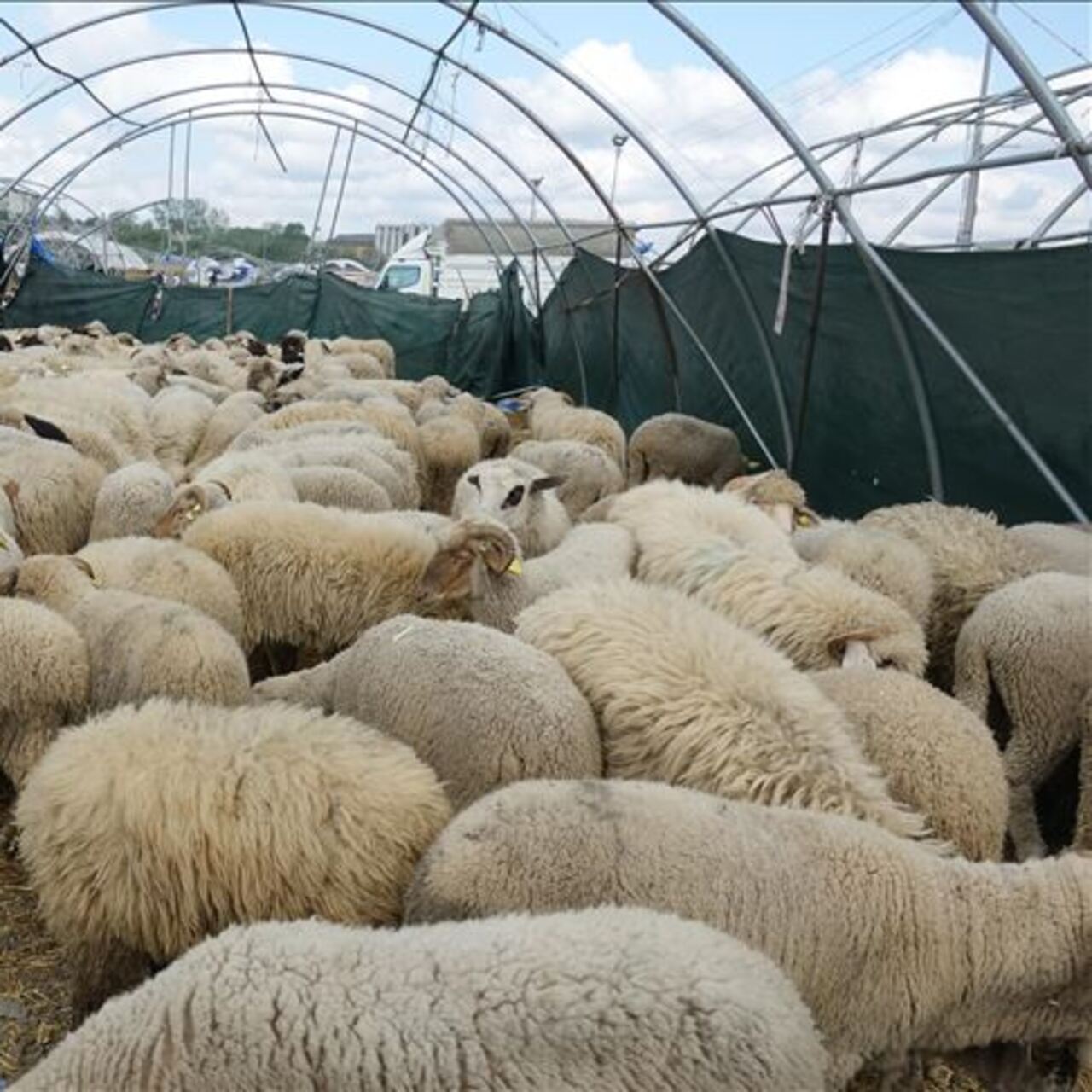 Kurban kesim kuralları açıklandı!