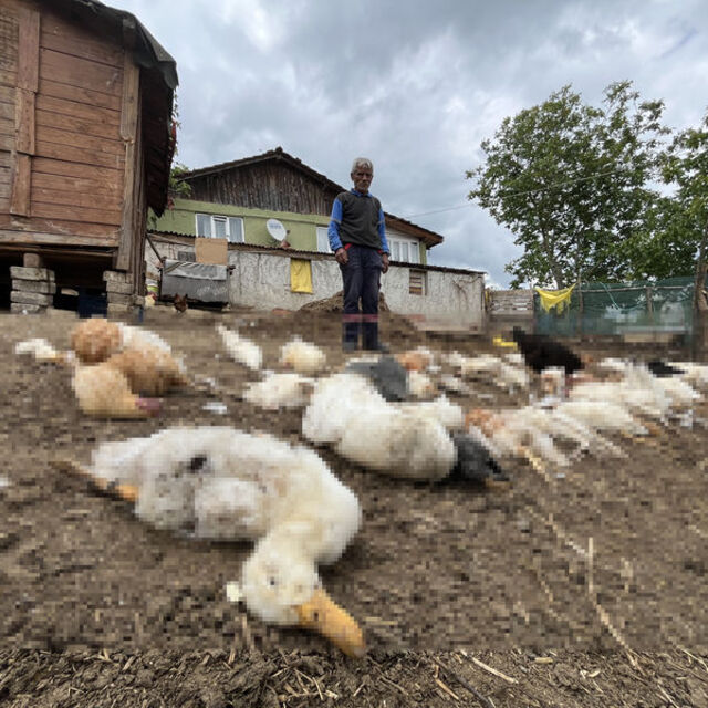 Köpekler kümes hayvanlarını öldürdü