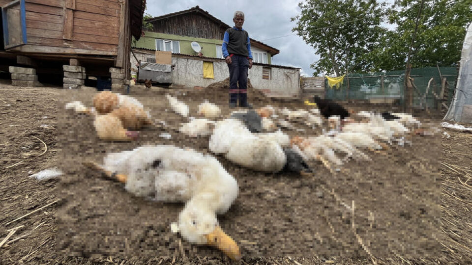 Köpekler kümes hayvanlarını öldürdü