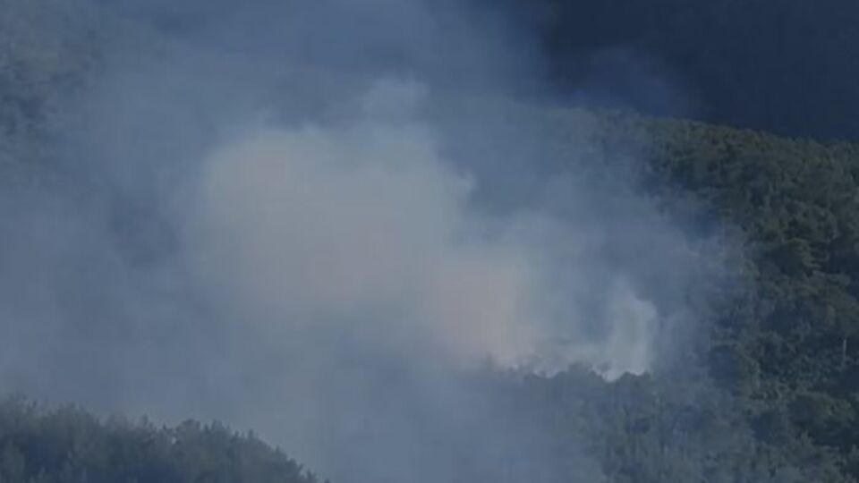 Hatay'da orman yangını çıktı