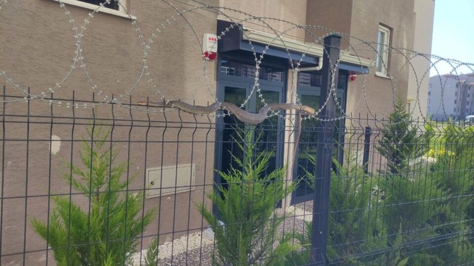 Şehrin ortasında 1.5 metrelik yılan korkuttu!