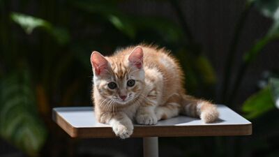 Sarman kedilerin erkek olmasının sebebi bulundu