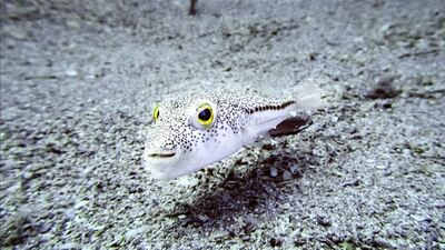 Balon balığı getirene 35 lira