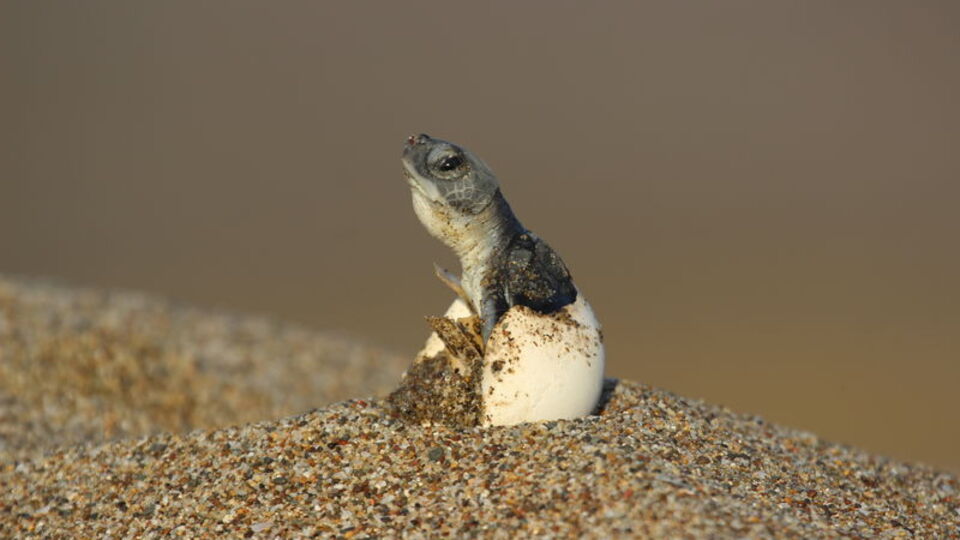 760 bin 424 yavru deniz kaplumbağası denizle buluştu