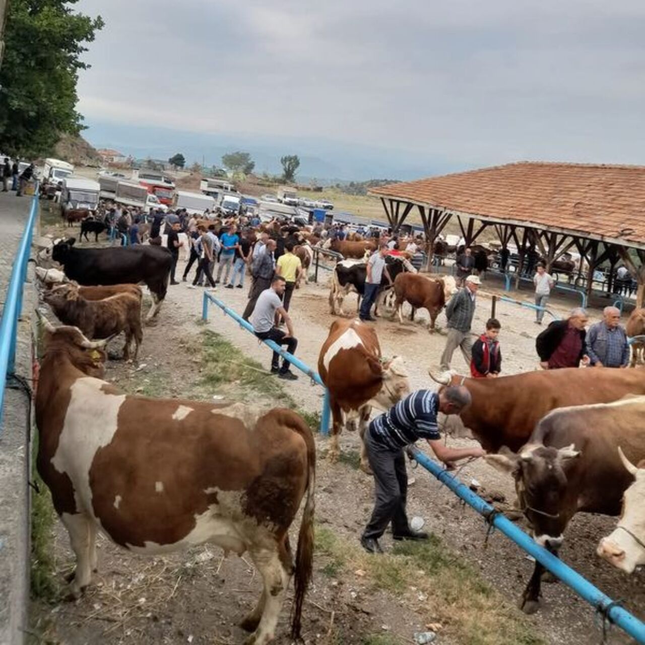 Tosya'da şap karantinası