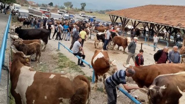 Tosya'da şap karantinası