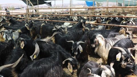 Günün notu | Elazığ'da kurban kesim alanı açıklandı