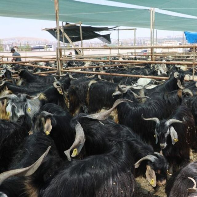 Elazığ'da kurban kesim alanı açıklandı