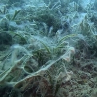 Deniz çayırları da tehdit altında