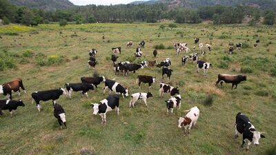 Köyceğiz'de 400 dekarlık mera alanı açıldı