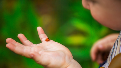 Neden uğur böceğinin şans getirdiğine inanılır?