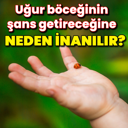 Neden uğur böceğinin şans getirdiğine inanılır?