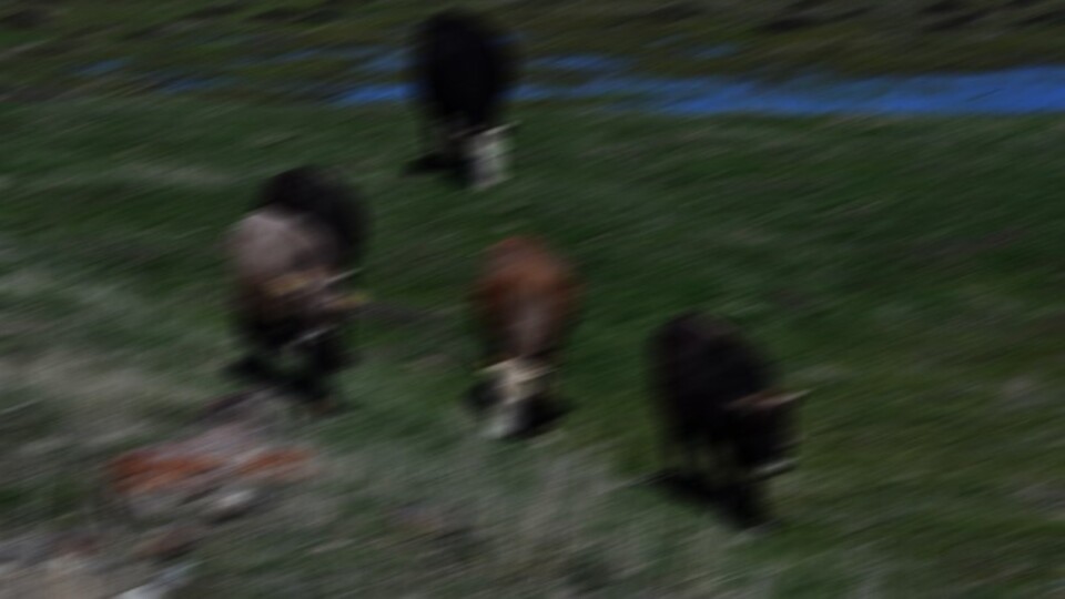 Yıldırım isabet eden 6 hayvan öldü