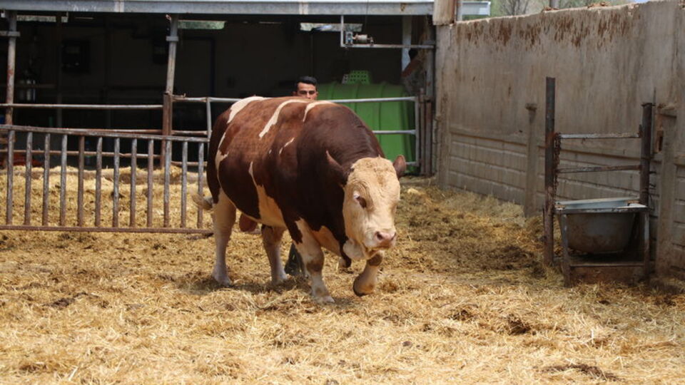 Adı: Poyraz... Ağırlığı: 1.5 Ton! Fiyatı cep yakıyor!