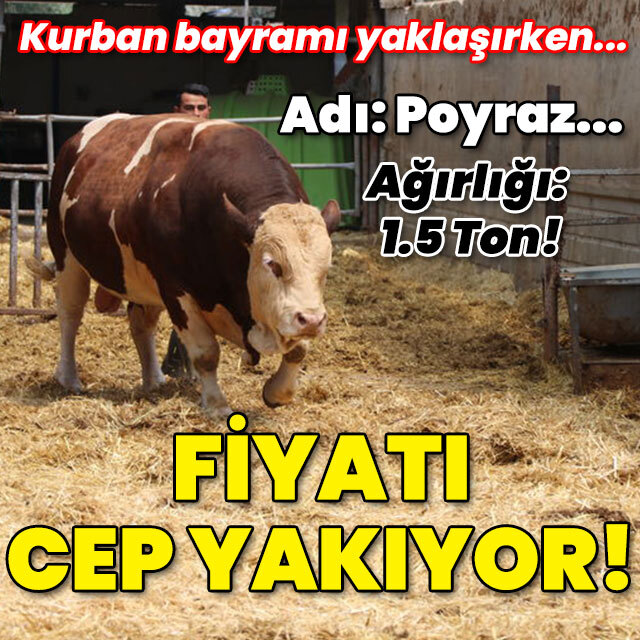 Adı: Poyraz... Ağırlığı: 1.5 Ton! Fiyatı cep yakıyor!