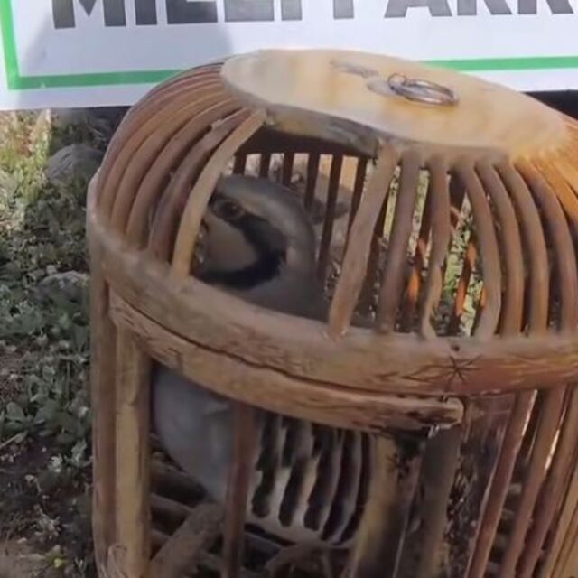 Siirt'te keklik avına 63 bin lira ceza