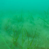 Boğaz'daki deniz çayırlarında müsilaj görüldü