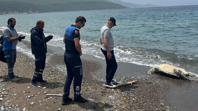 Datça'da ölü caretta caretta bulundu