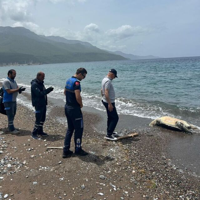 Datça'da ölü caretta caretta bulundu