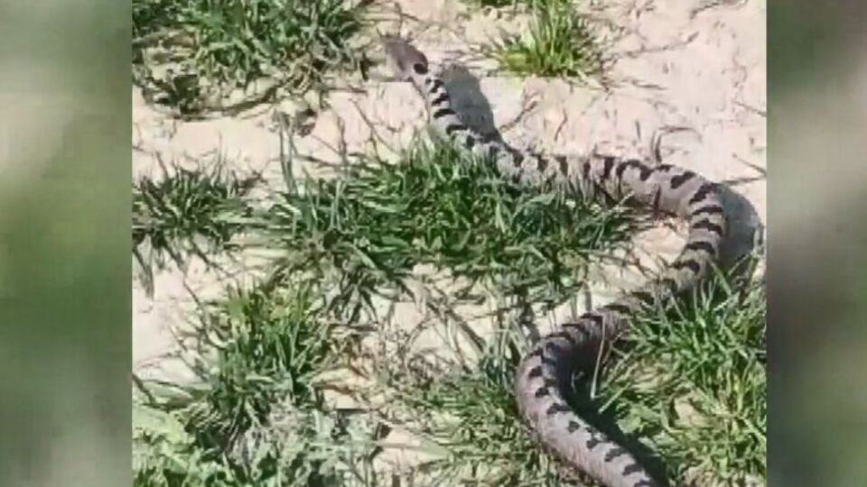 Apartman bahçesinde Kafkas engereği