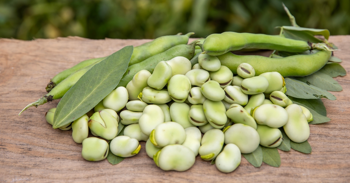 Beans and Parkinson’s: A Surprising Link?