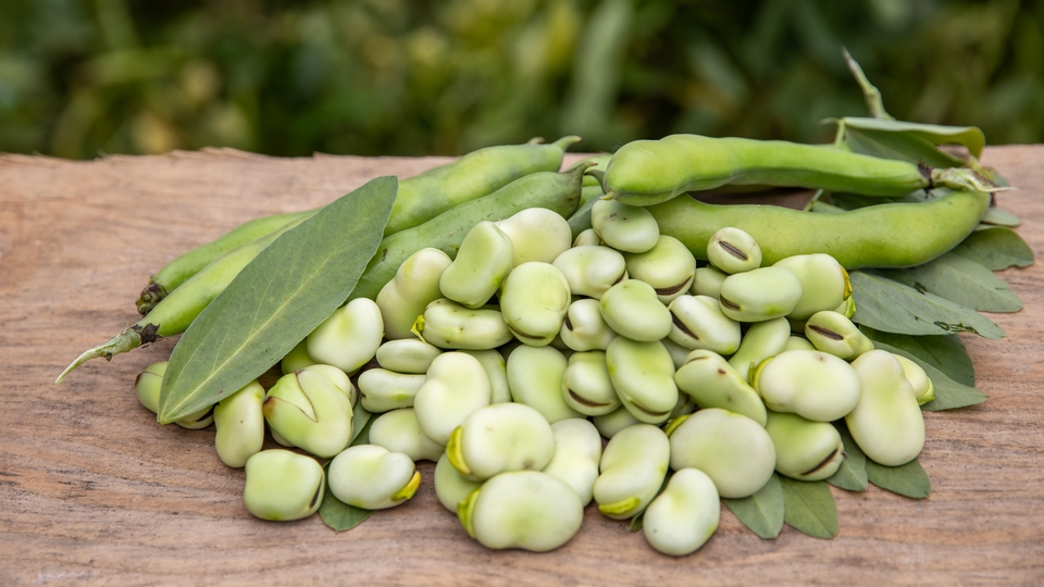 Parkinson'a karşı bakla uyarısı!