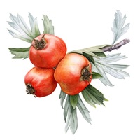 'Anadolu’nun Bitki Mirası' Salt Beyoğlu’nda