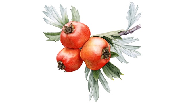 'Anadolu’nun Bitki Mirası' Salt Beyoğlu’nda