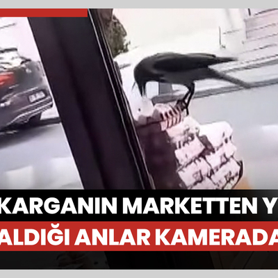 Sultangazi'de karganın marketten yumurta aldığı anlar kamerada