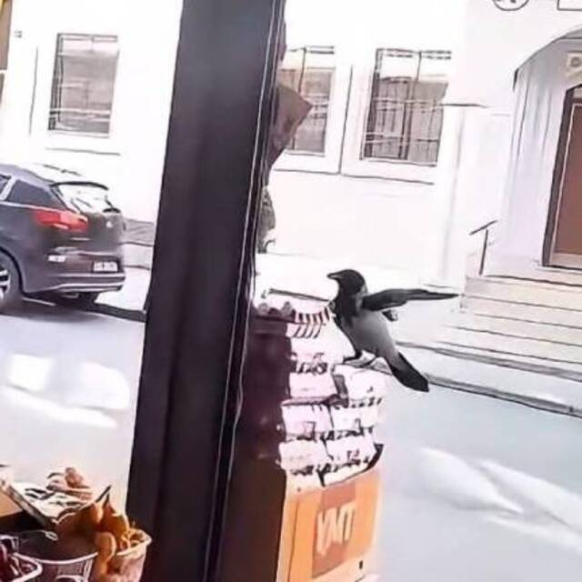 Karganın yumurta aldığı anlar kamerada